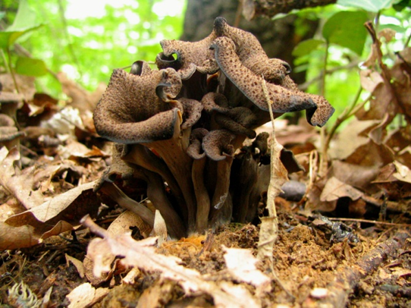 Craterelluss cornucopioides mushroom