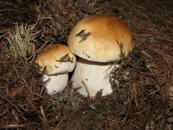 Boletus edulis mushroom