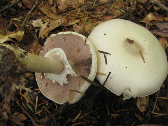 Agaricus campestris mushroom