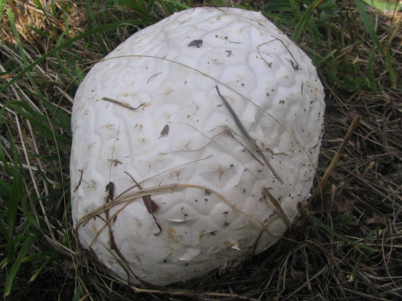 Bovista sp. mushroom