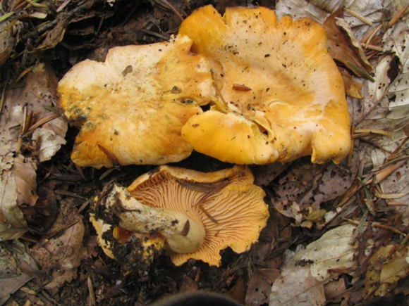 Cantharellus cibarius mushroom