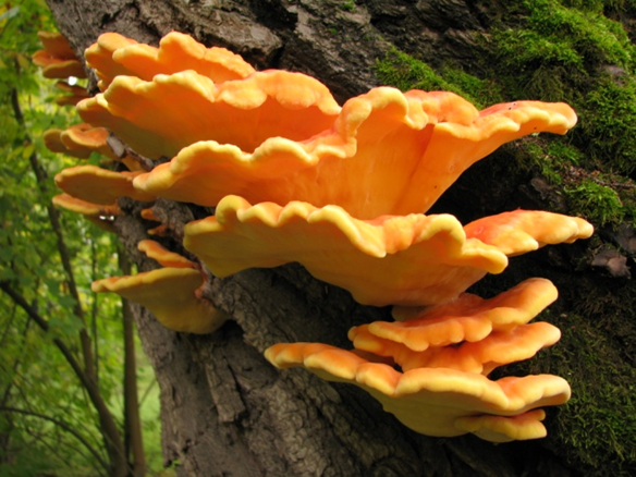 Leatiporus sulfurous mushroom