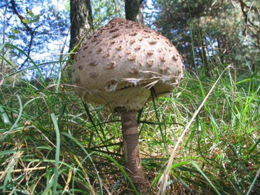 Macrolepiota procera mushroom