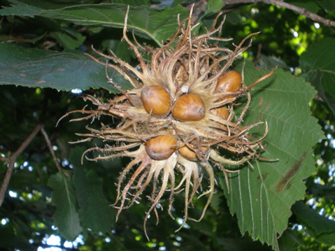 Corylus colurna L