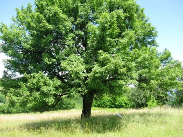 Sorbus domestica L