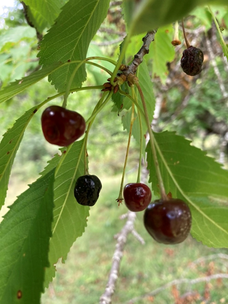 Prunus avium L.