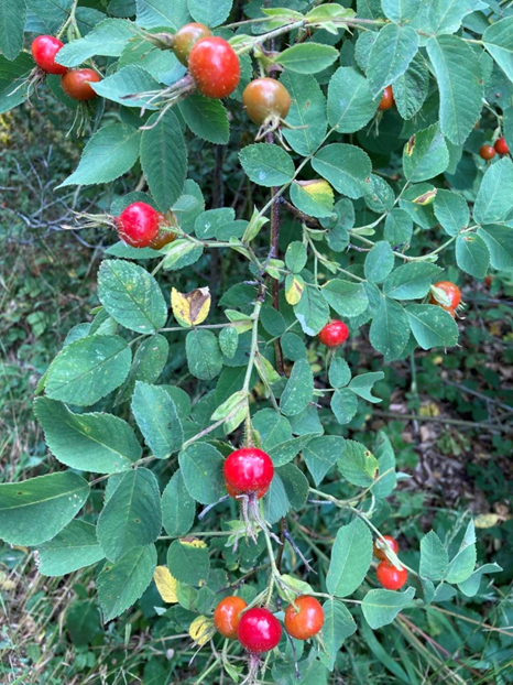 Rosa canina L.