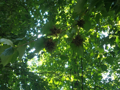 Corylus colurna L.